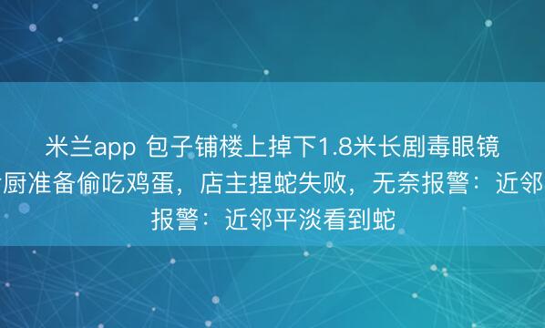 米兰app 包子铺楼上掉下1.8米长剧毒眼镜蛇，跑进后厨准备偷吃鸡蛋，店主捏蛇失败，无奈报警：近邻平淡看到蛇