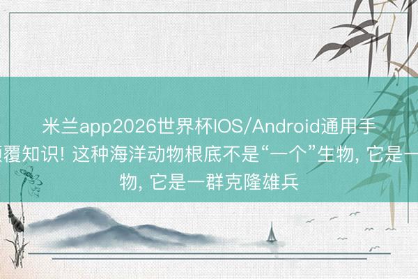 米兰app2026世界杯IOS/Android通用手机版下载 颠覆知识! 这种海洋动物根底不是“一个”生物, 它是一群克隆雄兵
